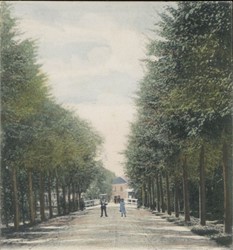 <p>Deze foto toont de Deventerweg in de richting van de brug over de gracht in 1904. Er is inmiddels sprake van een nieuwe dubbele bomenrij met iepen aan de binnen- en linden aan de buitenzijde. De jonge bomen geven nog een open beeld, een groot contrast met de situatie jaren later, als de bomen hoger en breder zijn (Regionaal Archief Zutphen). </p>
